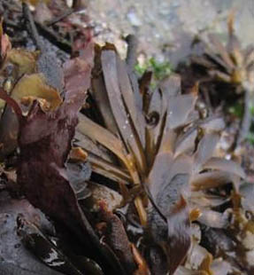 Seaweed conversion to bio-products