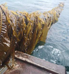 Seaweed Farming